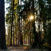 Buy canvas prints of Sunny forest with pine and spruce tree. by Sergey Fedoskin