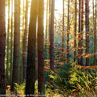 Buy canvas prints of Sunny forest with pine and spruce tree. by Sergey Fedoskin