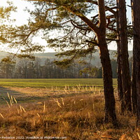 Buy canvas prints of Sunset in the autumn pine forest. Countryside landscape. Czechia. by Sergey Fedoskin