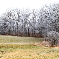 Buy canvas prints of Winter czech countryside, trees and pastures. Czechia by Sergey Fedoskin