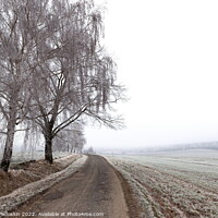 Buy canvas prints of Winter countryside road, trees and pastures. Czechia by Sergey Fedoskin