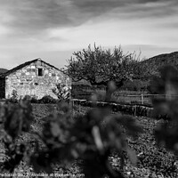 Buy canvas prints of Old stone farm barn in spring vineyard. Europe. by Sergey Fedoskin