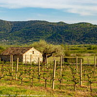Buy canvas prints of Barn in vineyard in croatian valley. Early summer. by Sergey Fedoskin