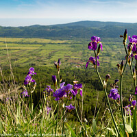 Buy canvas prints of Iris flowers on mountain trail among green hills on a warm summer's day, Dalmatia region. Croatia. by Sergey Fedoskin
