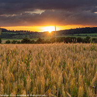 Buy canvas prints of Rye field at sunset. Summer evening landscape. by Sergey Fedoskin