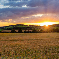 Buy canvas prints of Rye field at sunset. Summer evening. by Sergey Fedoskin