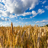 Buy canvas prints of Golden wheat field by Sergey Fedoskin
