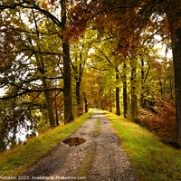 Buy canvas prints of Path road in autumn forest, Czech Republic by Sergey Fedoskin