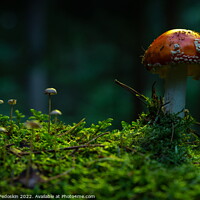 Buy canvas prints of Fly agaric or Fly amanita (Amanita muscaria) is a basidiomycete  by Sergey Fedoskin