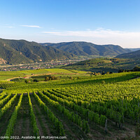 Buy canvas prints of Picturesque landscape with vineyards in Wachau valley. Krems region. Lower Austria by Sergey Fedoskin