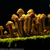 Buy canvas prints of Honey Agaric mushrooms grow on a stump in autumn forest. by Sergey Fedoskin