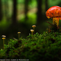 Buy canvas prints of Fly agaric (Amanita muscaria). by Sergey Fedoskin