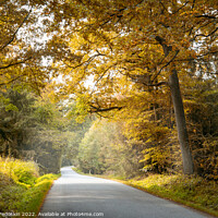 Buy canvas prints of Autumn road in the forest. by Sergey Fedoskin