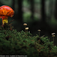 Buy canvas prints of Fly agaric or Fly amanita (Amanita muscaria) is a basidiomycete  by Sergey Fedoskin