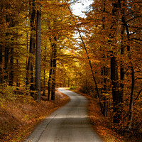 Buy canvas prints of Road in the autumn forest. by Sergey Fedoskin