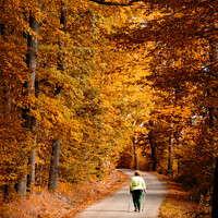Buy canvas prints of Woman on the road in the autumn forest. by Sergey Fedoskin