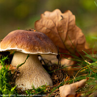 Buy canvas prints of Mushroom Boletus edulis in autumn forest. by Sergey Fedoskin