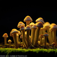 Buy canvas prints of Honey Agaric mushrooms grow on a stump in autumn forest. Group o by Sergey Fedoskin