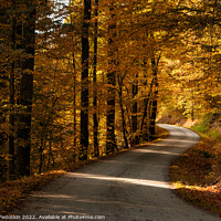 Buy canvas prints of Road in the autumn forest. by Sergey Fedoskin