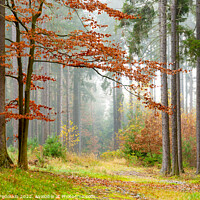 Buy canvas prints of Foggy morning in the forest. Autumn landscape. by Sergey Fedoskin