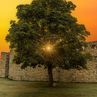 Buy canvas prints of Tree at sunset time. Kalemegdan Fortress in Belgrade. Serbia. by Sergey Fedoskin