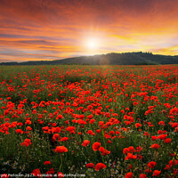 Buy canvas prints of Poppy field in full bloom. Field of red poppies against the sunset sky. by Sergey Fedoskin