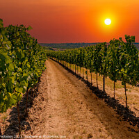 Buy canvas prints of Rows of vineyard at sunset. by Sergey Fedoskin