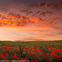 Buy canvas prints of Poppy field in full bloom. by Sergey Fedoskin