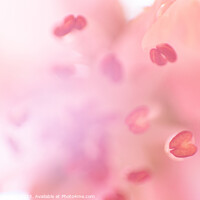Buy canvas prints of Unfocused blossoming peach by Sergey Fedoskin