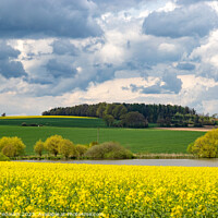 Buy canvas prints of European landscape with spring fields. Canola fields. by Sergey Fedoskin