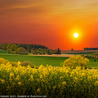 Buy canvas prints of Rural area with rapeseed fields and forests at sunset by Sergey Fedoskin