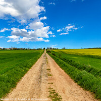 Buy canvas prints of Rural dirt road among fields under the blue sky. by Sergey Fedoskin