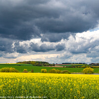 Buy canvas prints of European landscape with spring fields. Canola fields. by Sergey Fedoskin