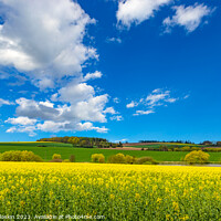 Buy canvas prints of Rural area with rapeseed fields and forests under the blue sky. by Sergey Fedoskin