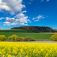 Buy canvas prints of Rural area with rapeseed fields and forests under the blue sky. by Sergey Fedoskin