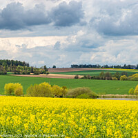 Buy canvas prints of Spring fields of Europe, covered in bright yellow canola flowers. by Sergey Fedoskin