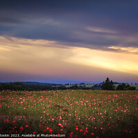 Buy canvas prints of Poppy meadow by Sergey Fedoskin