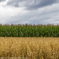 Buy canvas prints of Two fields: corn and oat. by Sergey Fedoskin