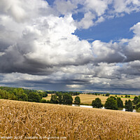 Buy canvas prints of Dramatic sky over a golden wheat fields. by Sergey Fedoskin