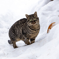 Buy canvas prints of A wild cat hunts in a snowy forest in winter. by Sergey Fedoskin