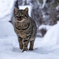 Buy canvas prints of Cat walking in the snow in the countryside by Sergey Fedoskin