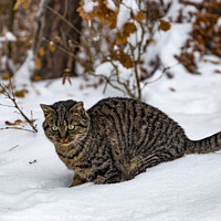 Buy canvas prints of A wild cat hunts in a snowy forest in winter. by Sergey Fedoskin