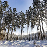 Buy canvas prints of Snowy forest after heavy snowfall in central Europe by Sergey Fedoskin