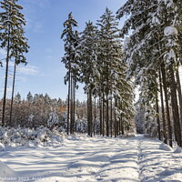 Buy canvas prints of Snowy forest after heavy snowfall in central Europe by Sergey Fedoskin