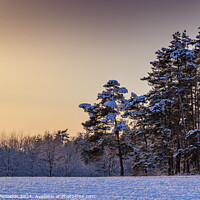Buy canvas prints of Winter landscape at cold evening. by Sergey Fedoskin