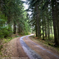 Buy canvas prints of Road in the spring forest. by Sergey Fedoskin