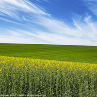 Buy canvas prints of Green field and field with blooming colza under blue sky. by Sergey Fedoskin