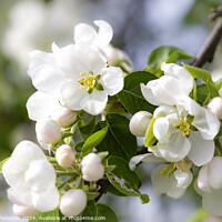 Buy canvas prints of White blossoming apple trees. by Sergey Fedoskin