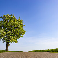 Buy canvas prints of Lonely tree near the road between green fields by Sergey Fedoskin