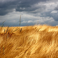 Buy canvas prints of Yellow field under stormy sky by Sergey Fedoskin